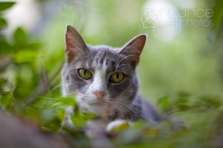 cat_1