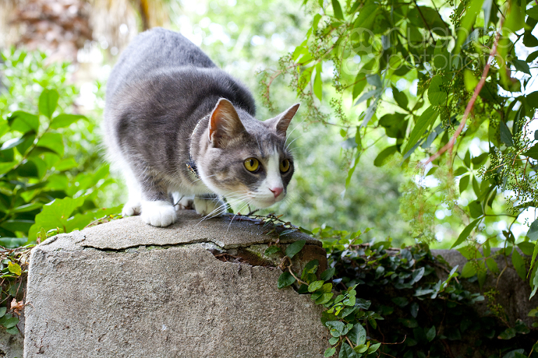 cat_2