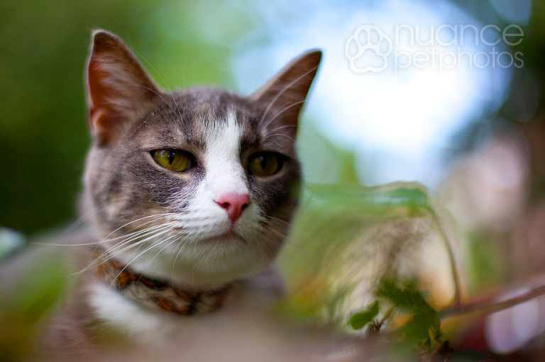 cat_3