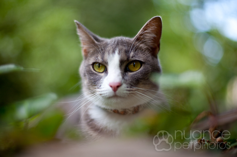 cat_4