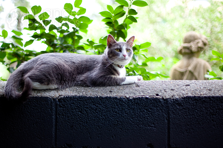 cat_5