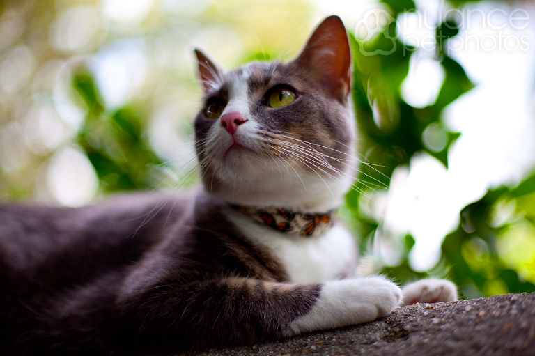 cat_6
