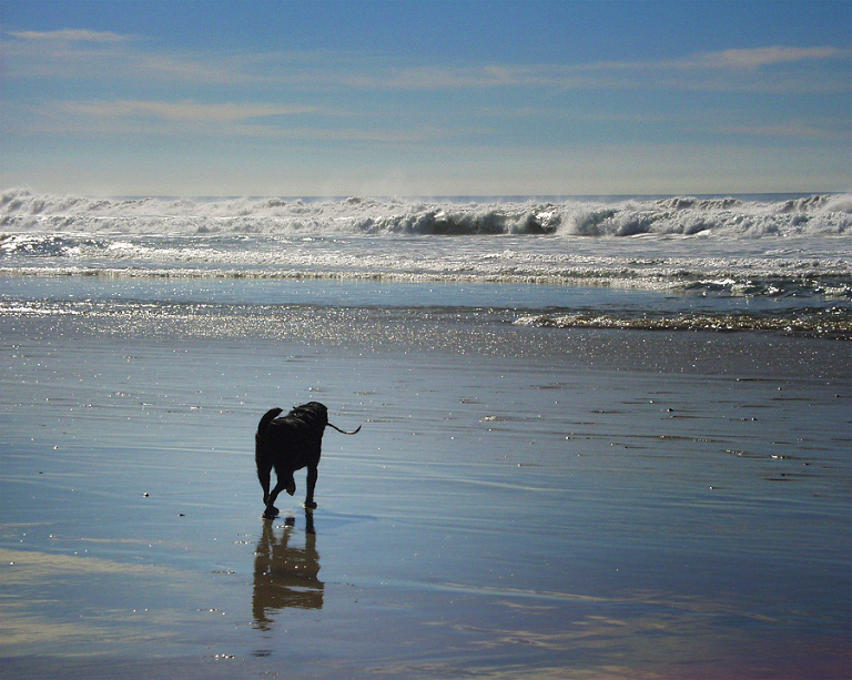 Shadow, running on his favorite beach in Del Mar, CA, Christmas Day 2001. I'm sure wherever he is now, he's on a beach, with a stick in his mouth, searching for a friend to throw it into the ocean for him to retrieve. I'd like to think the "friend" he finds there is my mom.
